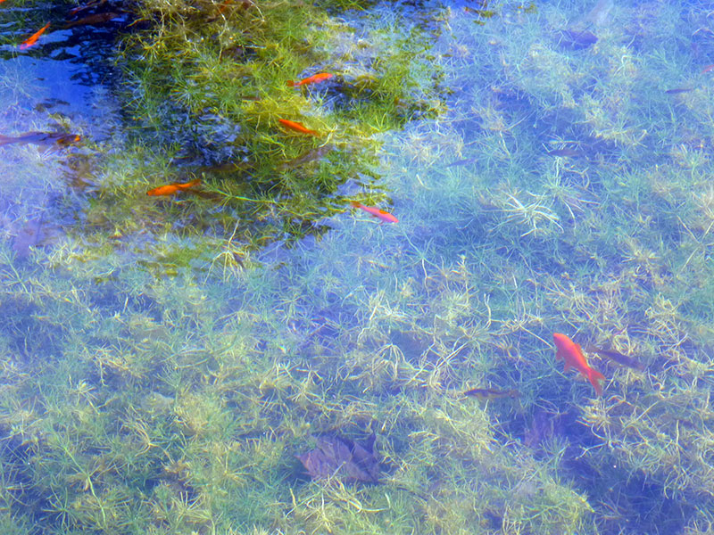 Bassin des poissons rouges